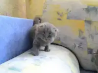 Плюшевые красавки, фотография 4