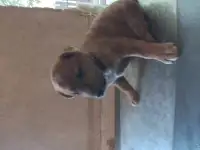Щенки