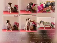 Уиппет щенки, фотография 9