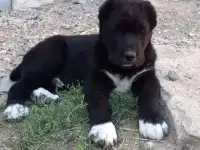 Щенки