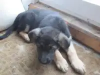 чистокровные немцы
