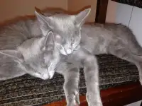 Продам котят русской голубой кошки, фотография 8