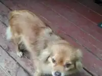 Найдена собака