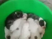 Щенки АСТ
