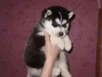 Кобели черно белые