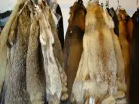 Шкурки меховые