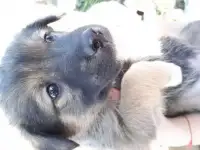 Щенки средней дворняги