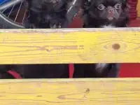 Щенки Чихуахуа девочки