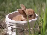 Карликовые вислоухие кролики, фотография 2