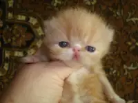Персидские котята