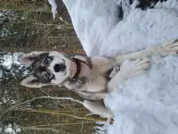 Собака ищет дом, фотография 2