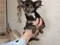 Девочка чихуахуа