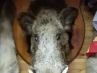 Для любителей охоты, фотография 2