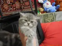 ПРОДАЮ  КОТЯТ БРИТАНСКОЙ ПОРОДЫ. МРАМОРНОГО ОКРАСА. 3 ДЕВОЧКИ. РОДИЛИСЬ 11 НОЯБРЯ