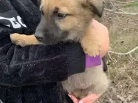 Отдам щенка в хорошие руки