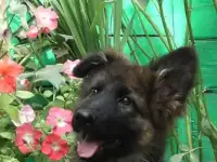 Щенок немецкой овчарки