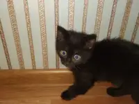Отдам котят в добрые руки, фотография 3