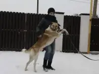 В дар кобель