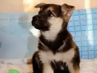 Маленькая Джесси , в поисках дома