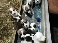 Алабайчики