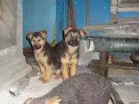 Щенки немецкой овчарки, фотография 10