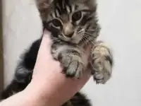 Котята породы Мейн Кун, фотография 3