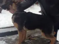 Щенок немецкой овчарки