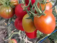 Рассада томатов