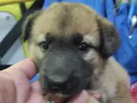 Собака в добрые руки., фотография 4