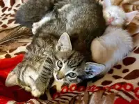 Малыши-полосатики, ласковые котята-мальчики в добрые руки, фотография 2