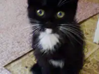 Отдам хороших котят!!!!