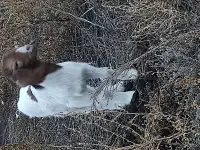 Козочка
