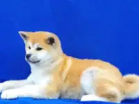 Высокопородные щенки акита ину