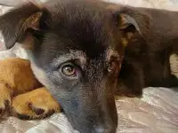 Маленькие и отважные, фотография 3