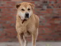 Застенчивая собачка Мишка ищет дом