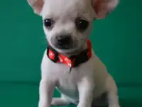 щенки чихуахуа, фотография 5