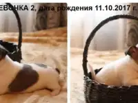 Продажа щенков чихуахуа