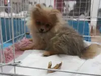 Померанский шпиц из питомника. Доставка., фотография 3