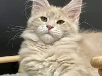 Котята Мейн Кун