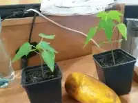 Продаю саженцы экзотических растений, фотография 4