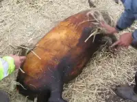 Домашнее мясо свинины, фотография 5