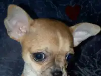 Мини Чихи Малыш