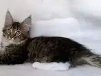 Девочка Мейн-кун, фотография 4