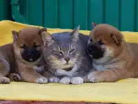 Сиба щенки