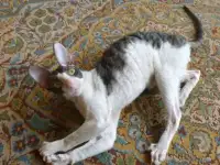 Котики и кошечки корниш-рекс, фотография 2