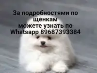 Шпиц померанец белого цвета без документов