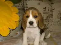 Щенки бигля