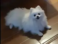 Отдаются в дар две собачки, фотография 6
