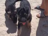 Продаются щенки ВЕО, фотография 2