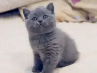 Продается котенок Британской породы (мальчик)
